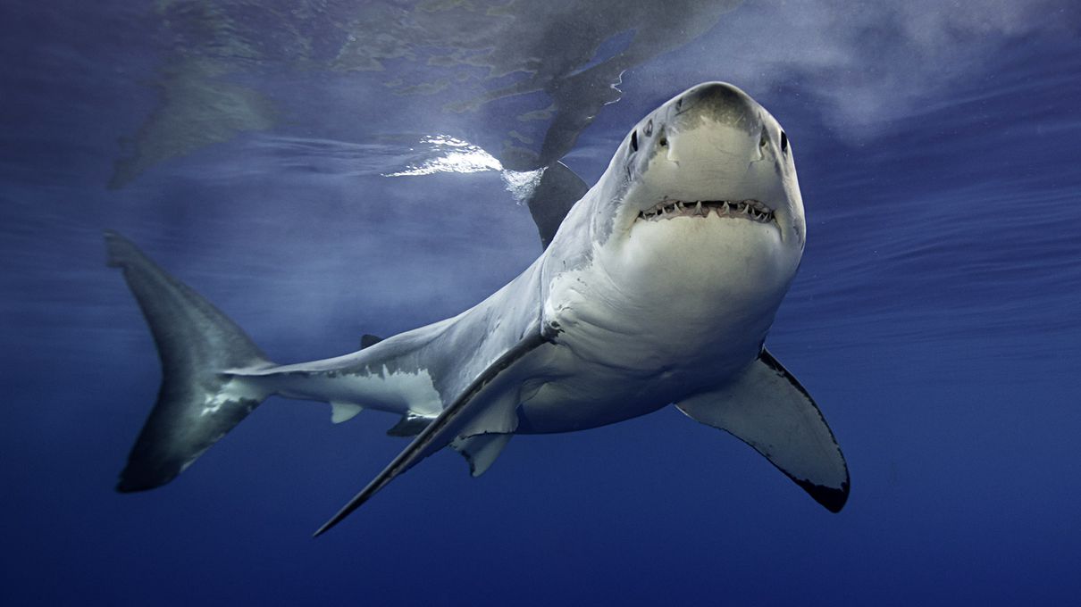 World Animal Day Quiz Great white shark