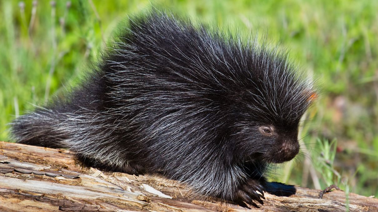 Make Yourself Proud by Getting Over 75% On This Unreasonably Difficult Animals Quiz Porcupine