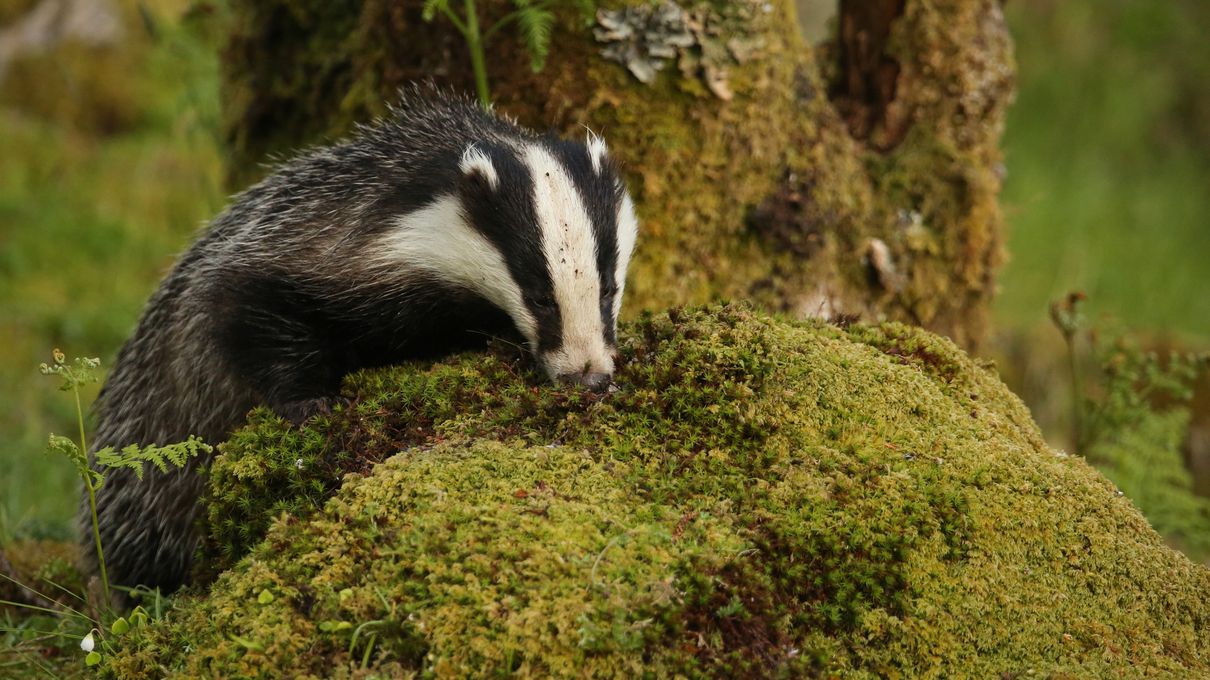🐘 It’s OK If You Don’t Know Much About Animals – Take This Quiz to Learn Something New Badger