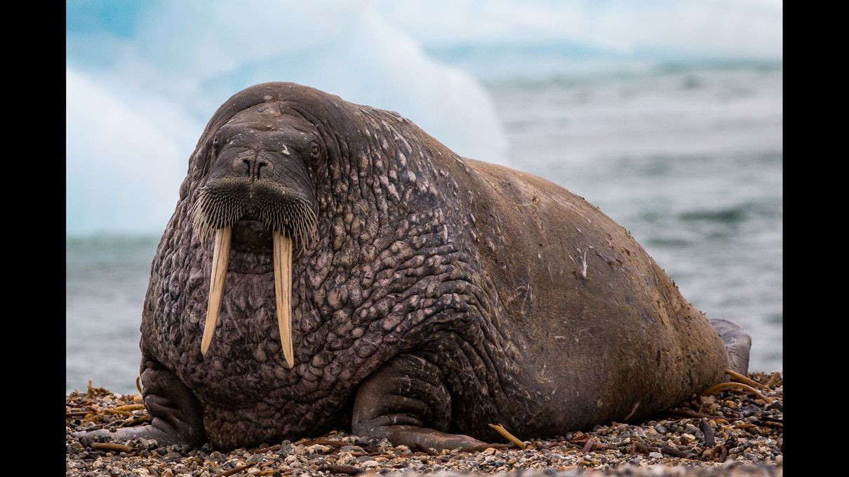 All-Rounded Knowledge Test Walrus