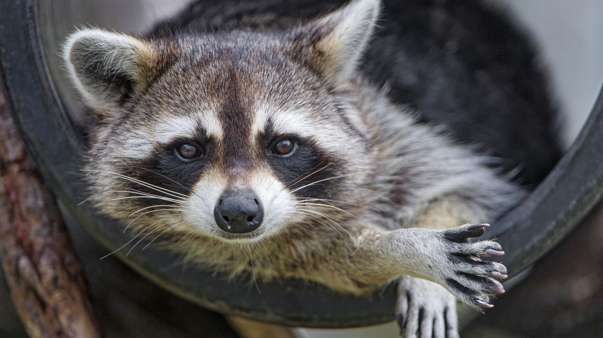 Alphabet Animals Pet Quiz Raccoon