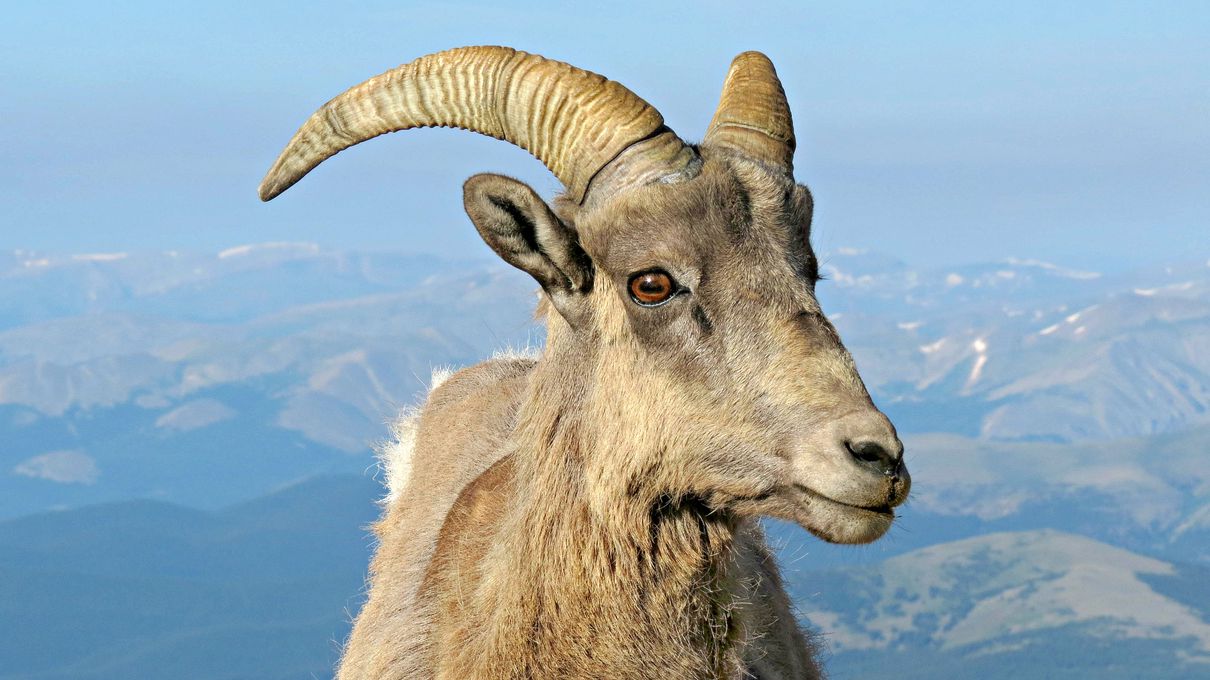 Can You Beat Your Friends in This Quiz That's All About Animals? Bighorn sheep