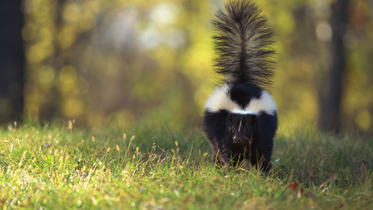 Can You Beat Your Friends in This Quiz That's All About Animals? Skunk