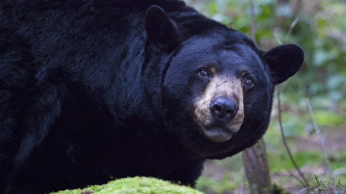 Second Largest Animals Black bear