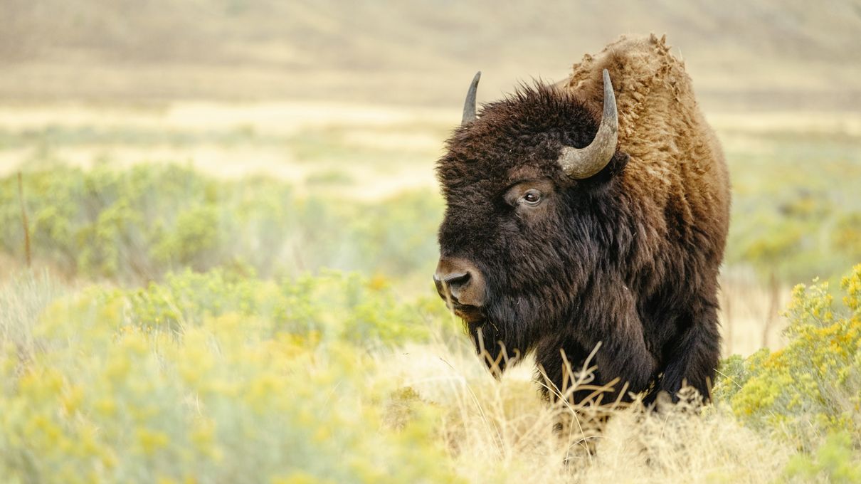 It's OK If You Don't Know Much About Animals. Take This Quiz to Learn Something New Bison