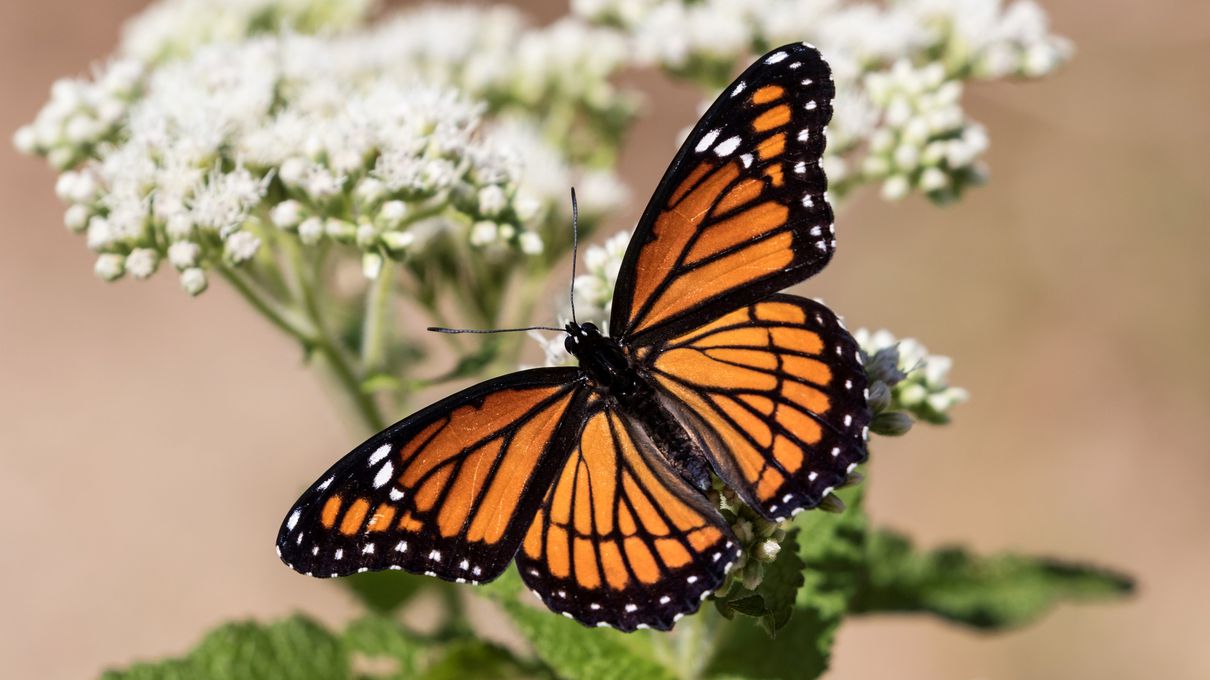 Make Yourself Proud by Getting Over 75% On This Unreasonably Difficult Animals Quiz Monarch butterfly