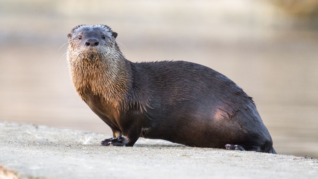 Second Largest Animals Otter