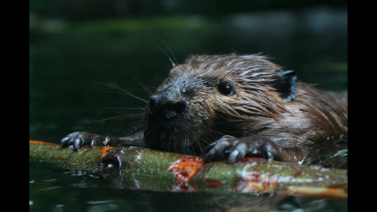 World Animal Day Quiz Beaver