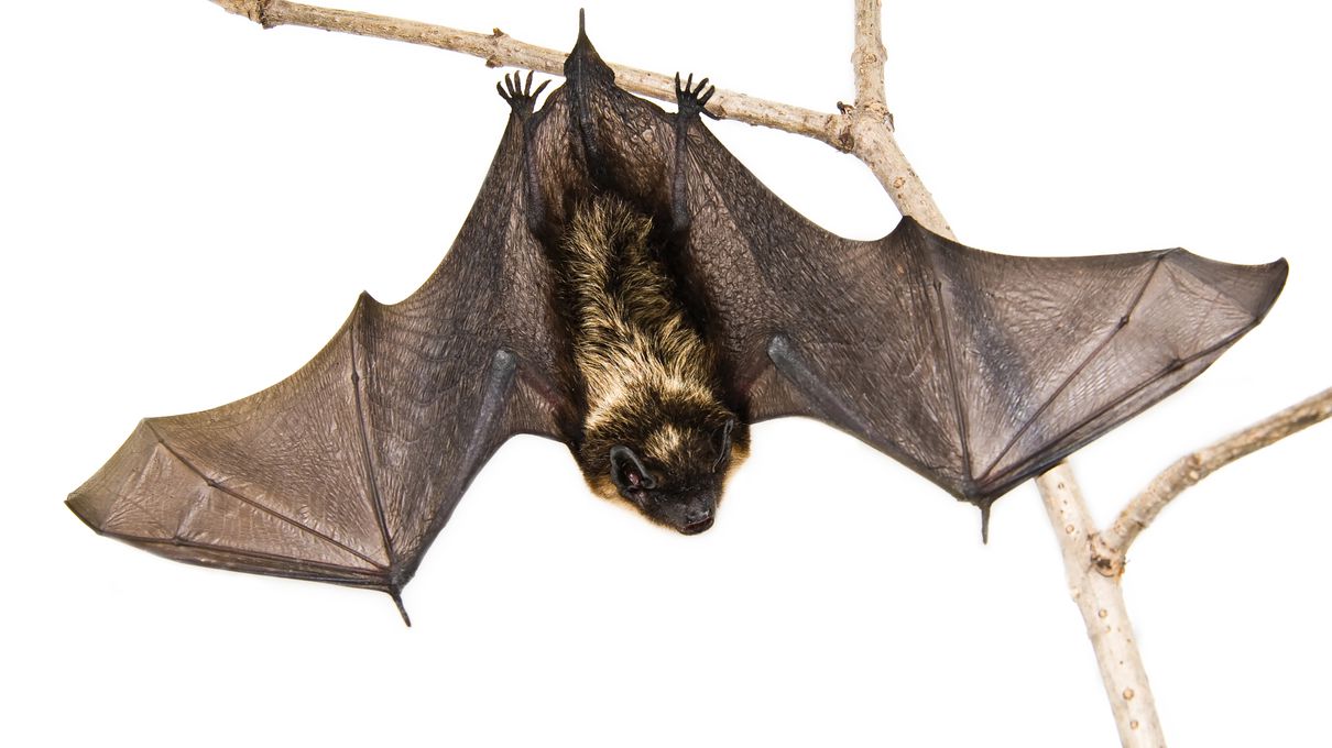 🐒 If You Can Answer 18 of These 24 Animal Questions Correctly, You Likely Know More Than Most People Brown bat