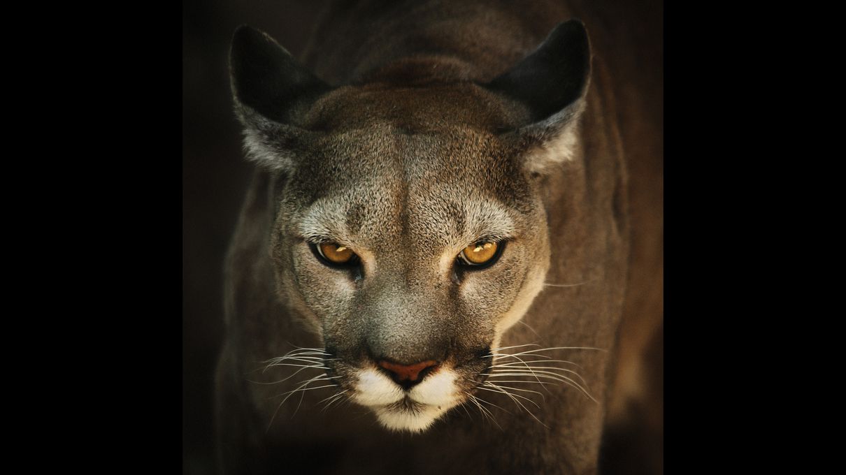 This Animal Quiz Might Not Be Hardest One You've Ever Taken, But It Certainly Isn't Easy Cougar