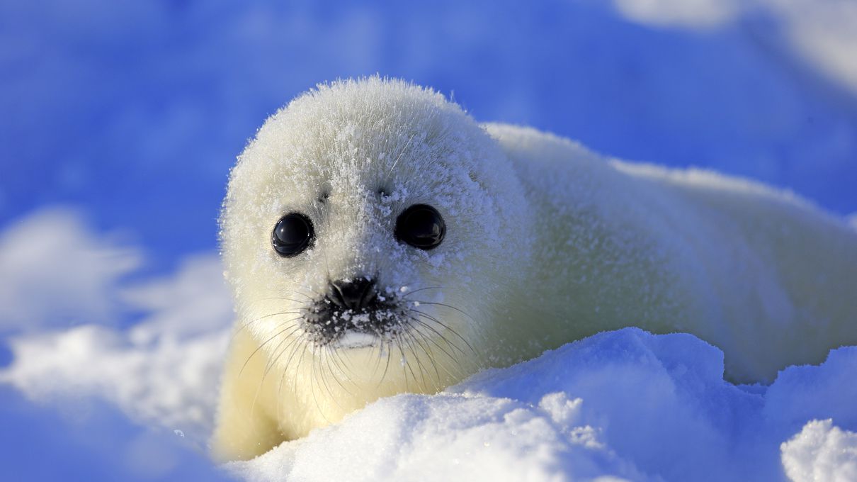 Sea Trivia Harp seal