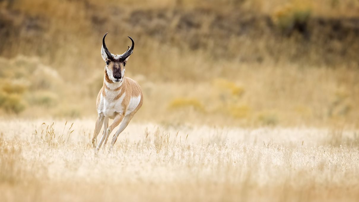 Second Largest Animals Pronghorn