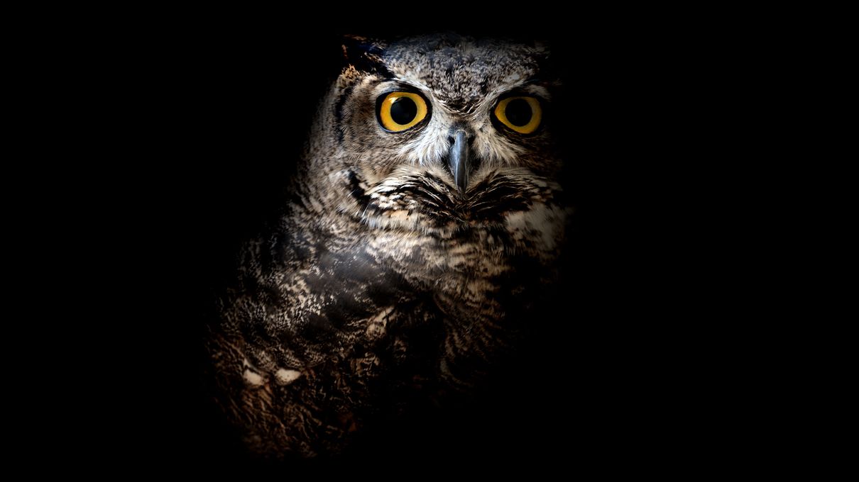 Can You Conquer All 7 Continents In This 30-Question Quiz? Great horned owl