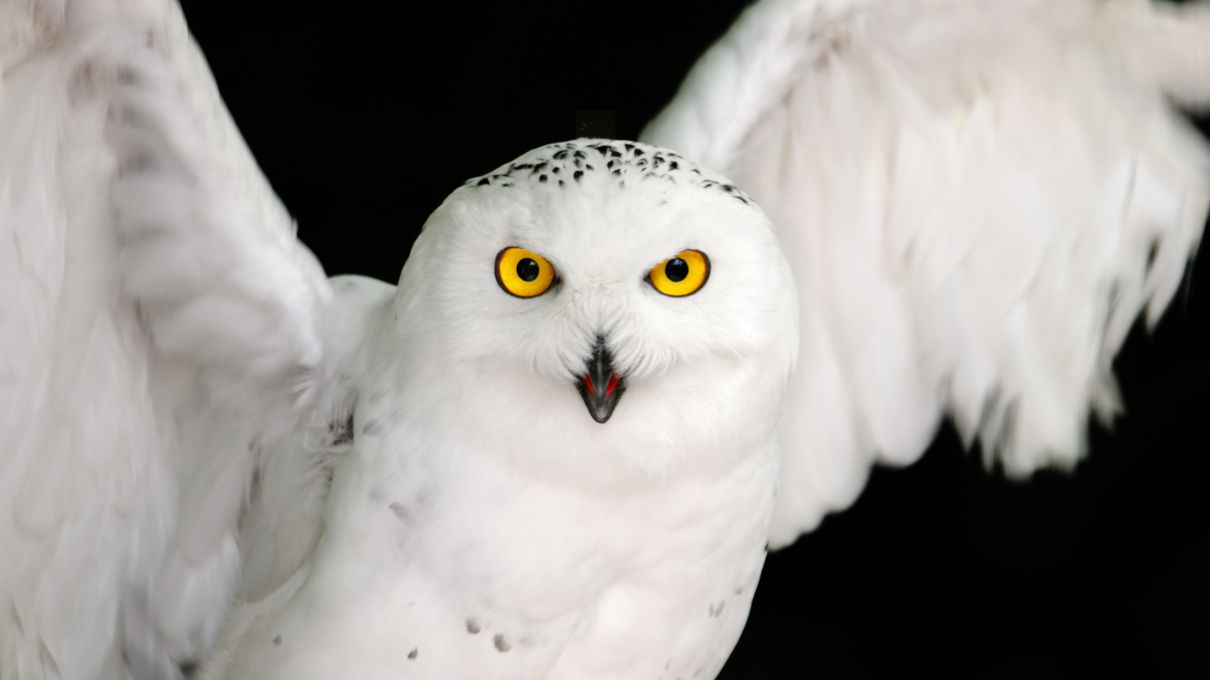 Snowy owl