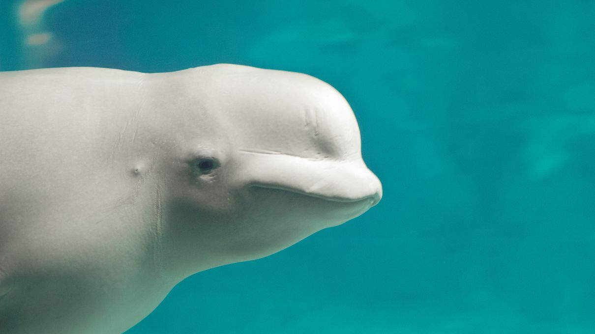 Make Yourself Proud by Getting Over 75% On This Unreasonably Difficult Animals Quiz Beluga whale