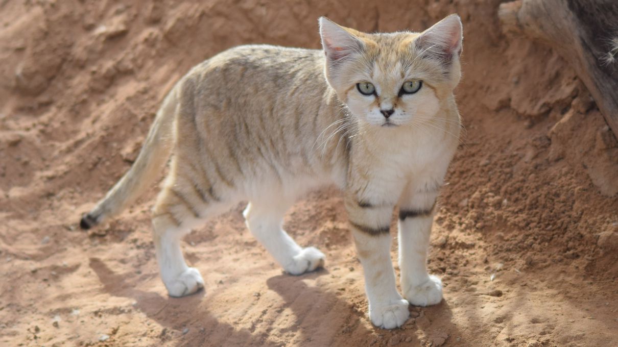 Can You Identify at Least 30/40 of These 🐯 Wild Cat Species 🦁? Sand cat