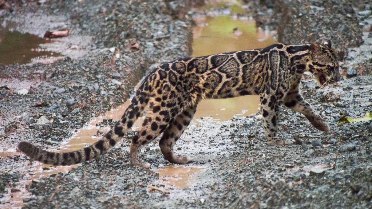 Can You Identify at Least 30/40 of These 🐯 Wild Cat Species 🦁? Sunda leopard cat
