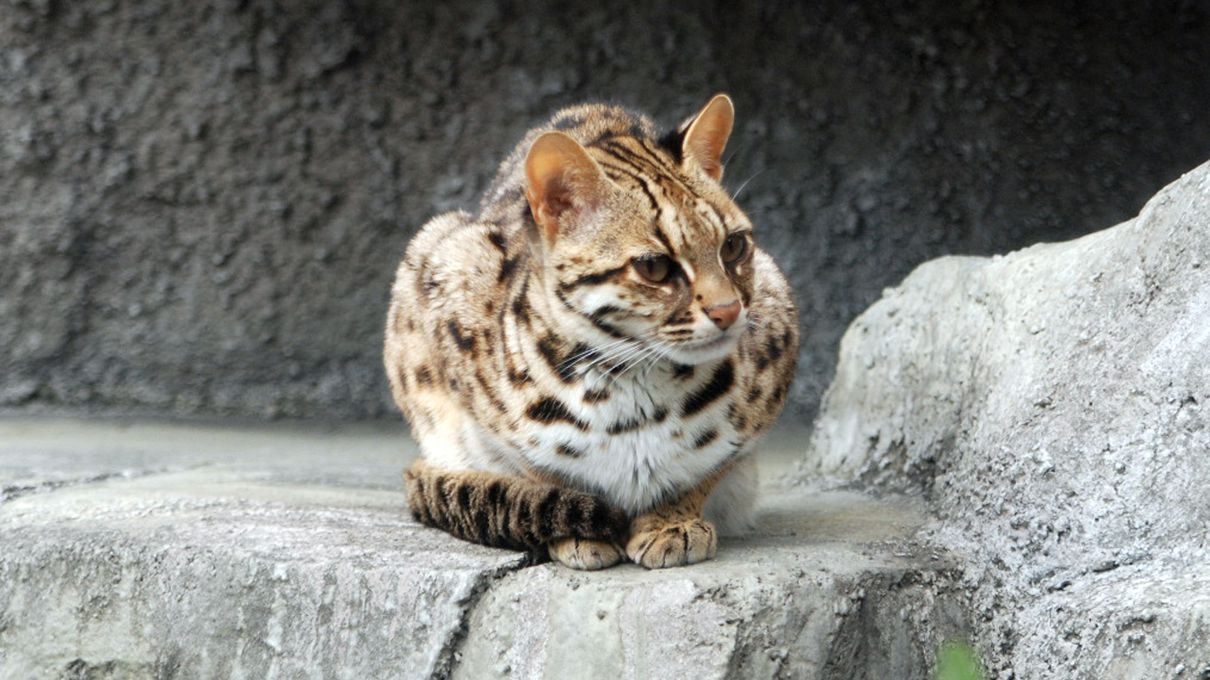Can We Accurately Guess Your Zodiac Element Just by the Team of Animals You Build? Leopard cat