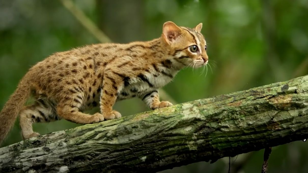 Can You Identify at Least 30 of Wild Cat Species ? Quiz Rusty-spotted cat