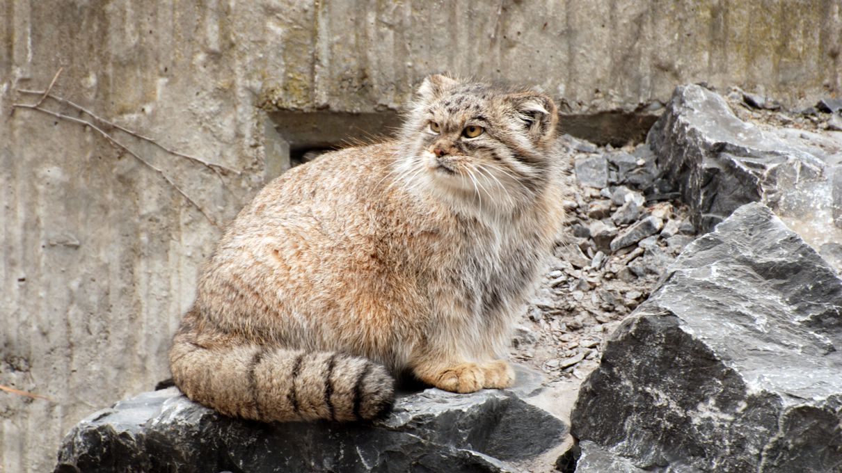 Can You Identify at Least 30/40 of These 🐯 Wild Cat Species 🦁? Pallas's cat