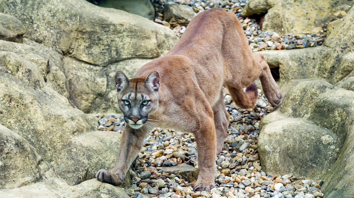 This Animal Quiz Might Not Be Hardest 1 You've Ever Taken, But It Certainly Isn't Easy Cougar