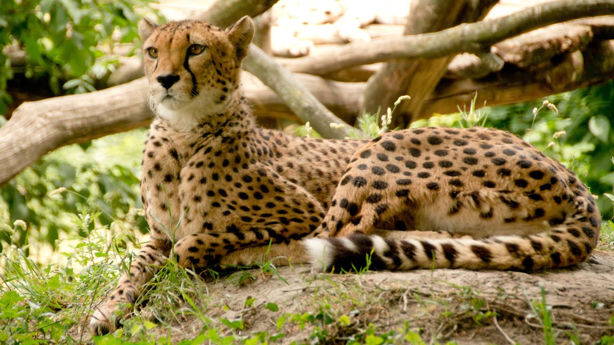 Second Largest Animals Cheetah