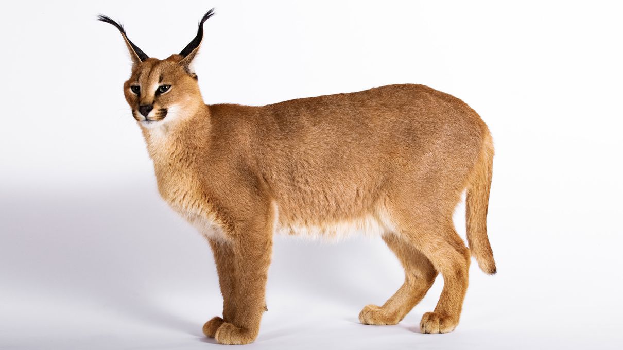 Can You Identify at Least 30 of Wild Cat Species ? Quiz Caracal