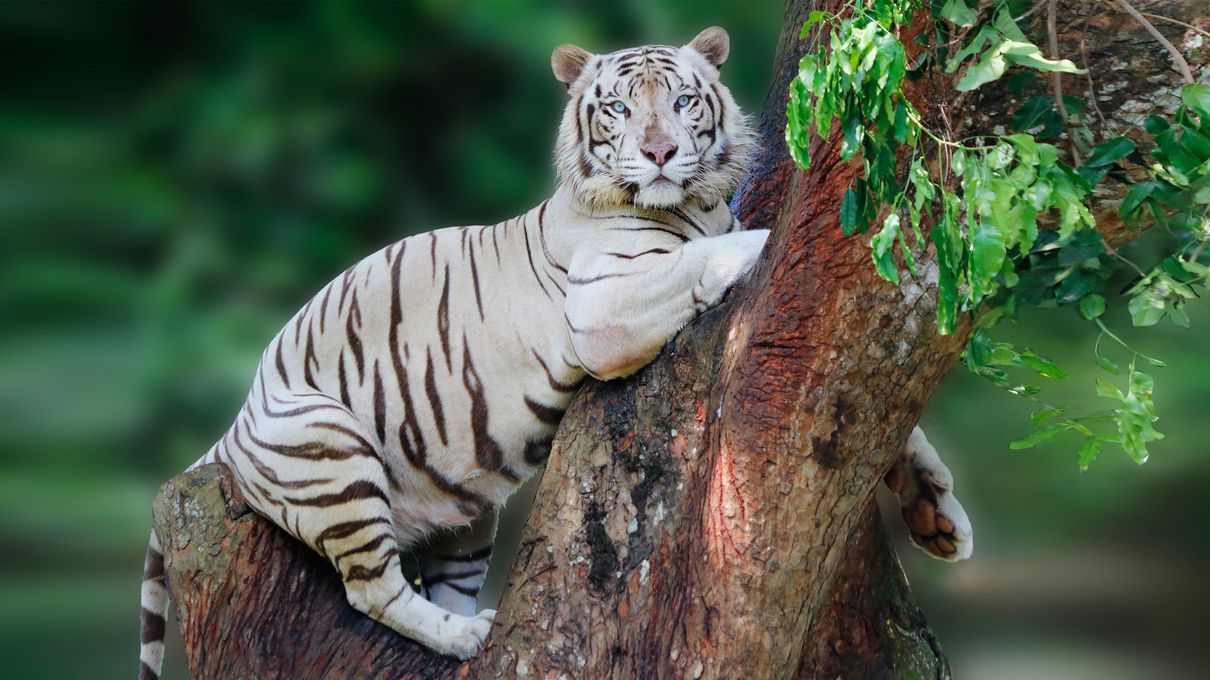 Which Iconic Royal Were You In A Past Life? Quiz White tiger