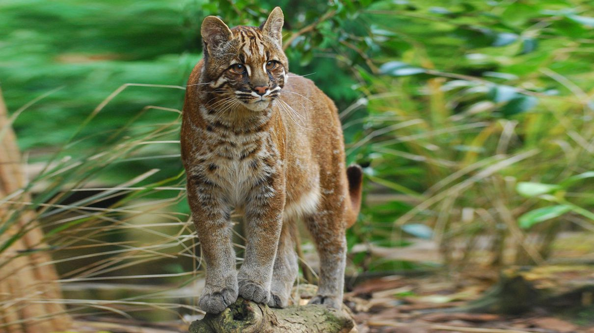 T Trivia Quiz Treeing golden cat