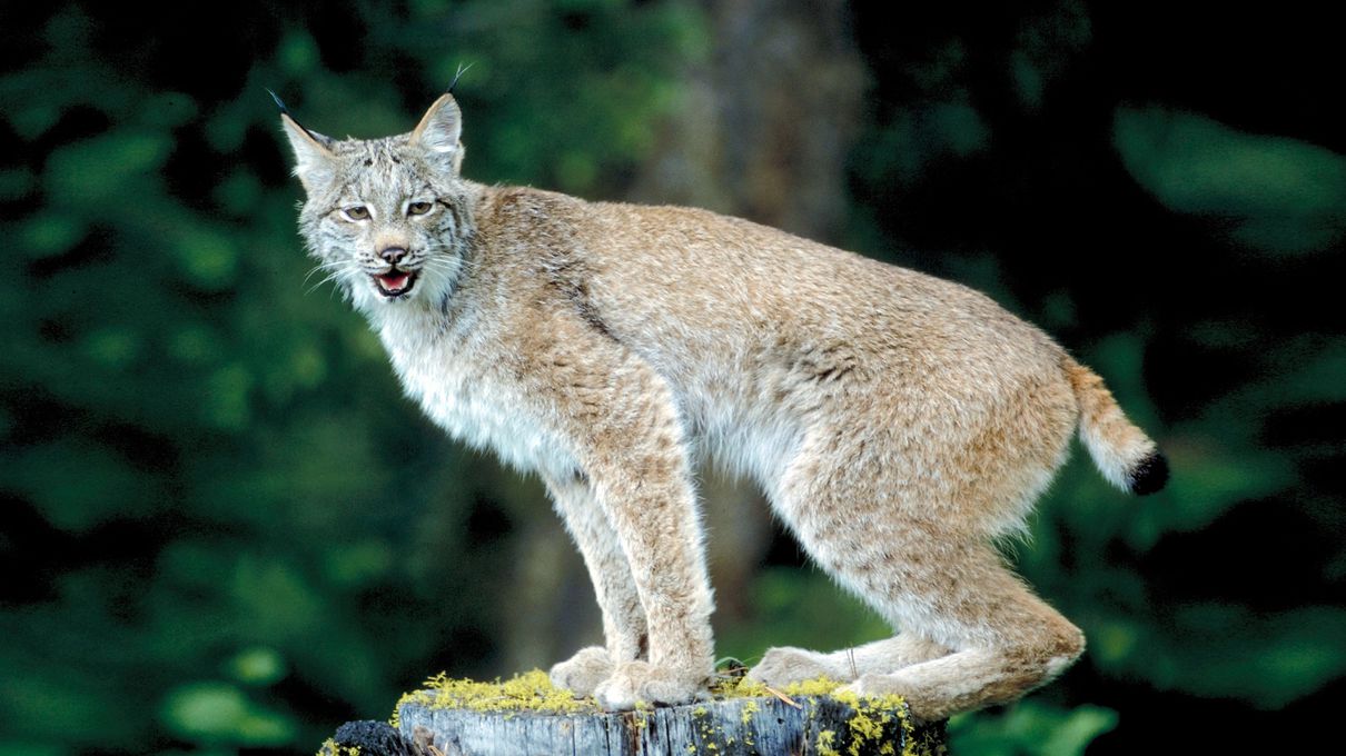 Can You Identify at Least 30/40 of These 🐯 Wild Cat Species 🦁? Canada lynx