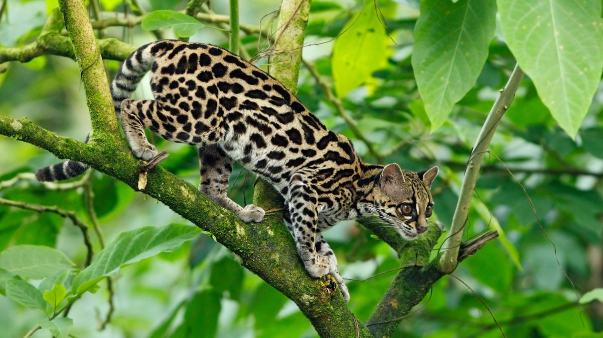 Can We Accurately Guess Your Zodiac Element Just by the Team of Animals You Build? Margay