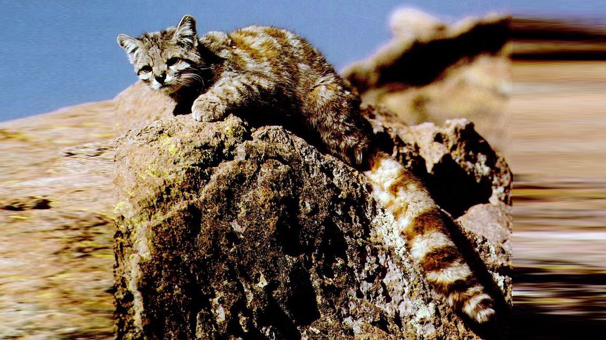 Can You Identify at Least 30/40 of These 🐯 Wild Cat Species 🦁? Andean mountain cat