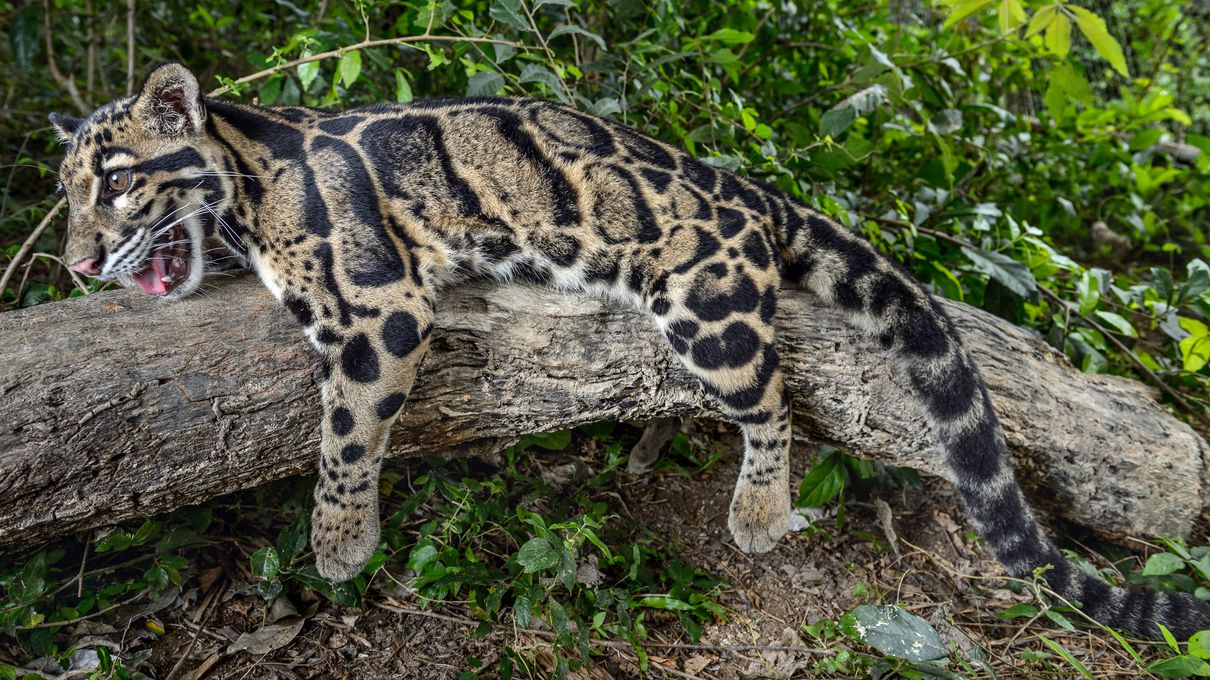 Can You Identify at Least 30/40 of These 🐯 Wild Cat Species 🦁? Clouded leopard