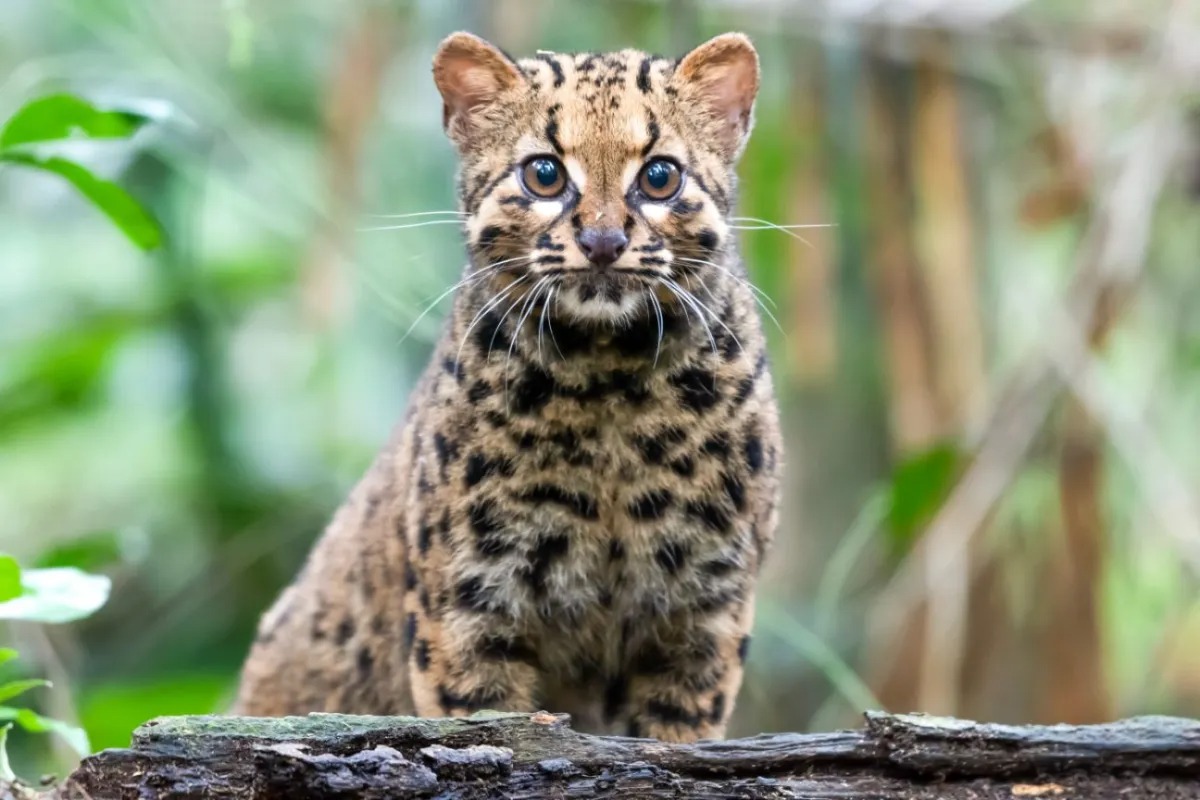 Marbled cat