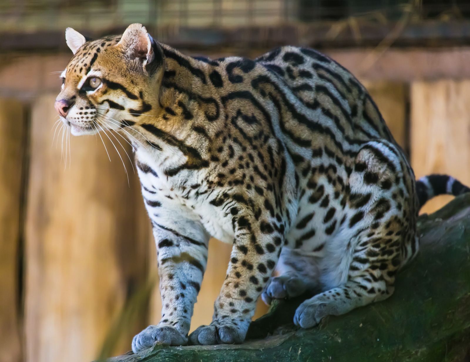 🐒 If You Can Answer 18 of These 24 Animal Questions Correctly, You Likely Know More Than Most People Ocelot