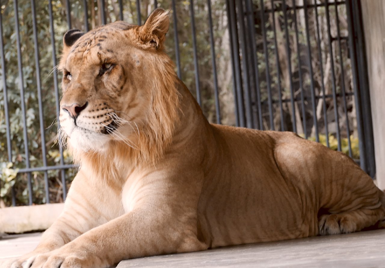 L Trivia Quiz Liger