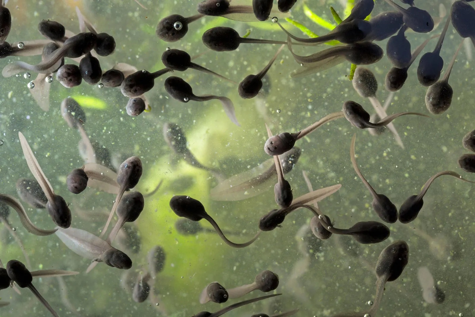 Tadpoles frogs amphibians