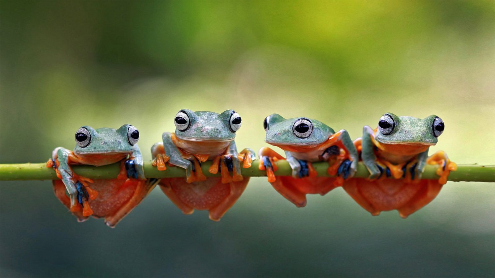 🐘 It’s OK If You Don’t Know Much About Animals – Take This Quiz to Learn Something New Javan tree frogs amphibians