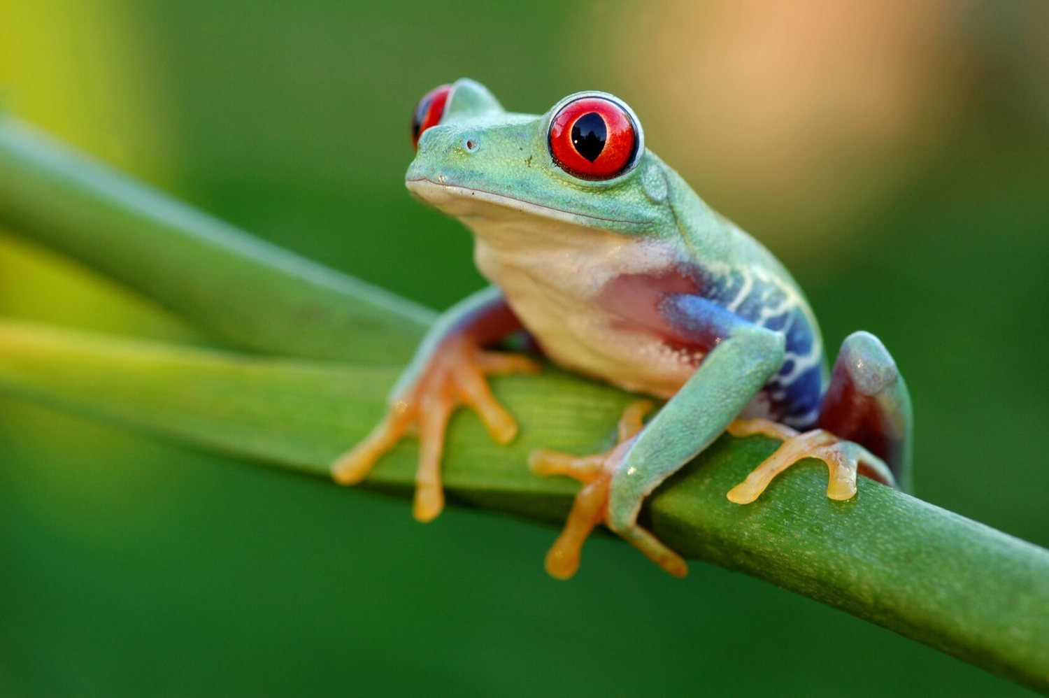 Javan tree frogs amphibians