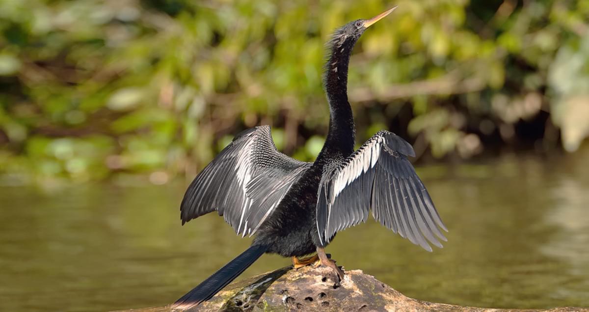 Can You Beat Your Friends in This Quiz That’s All About Animals? anhinga bird