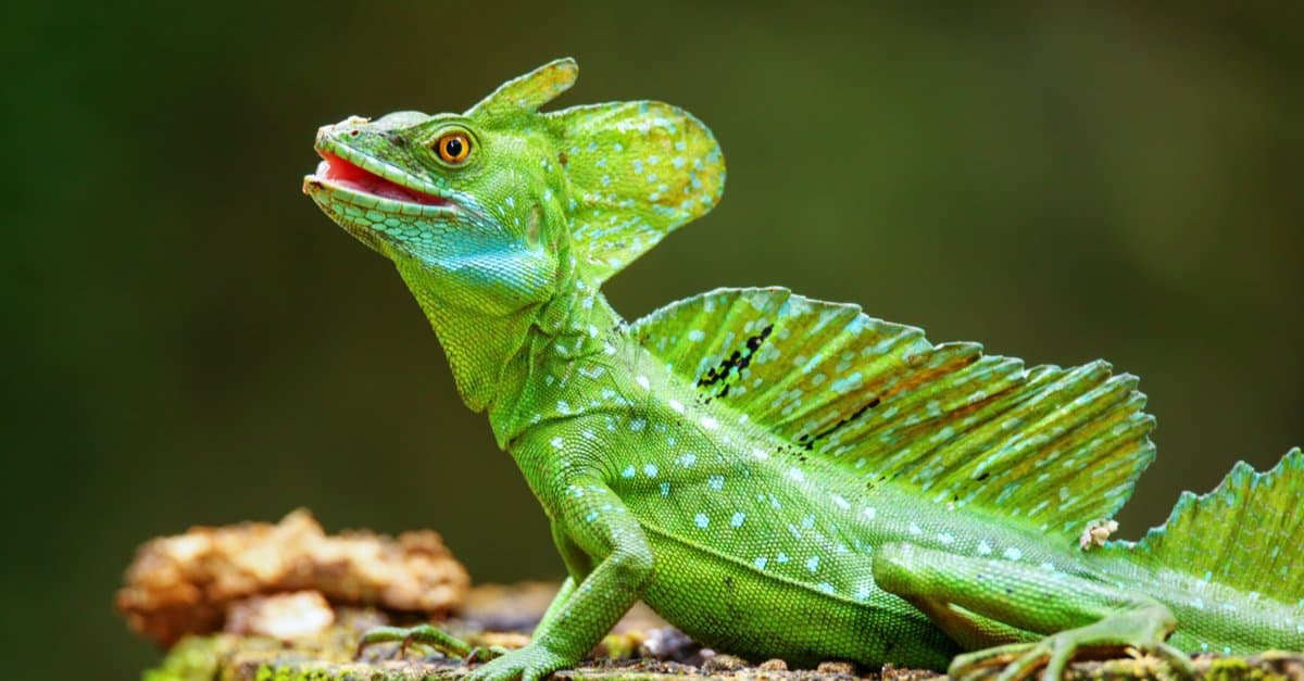 🐒 If You Can Answer 18 of These 24 Animal Questions Correctly, You Likely Know More Than Most People Common basilisk lizard