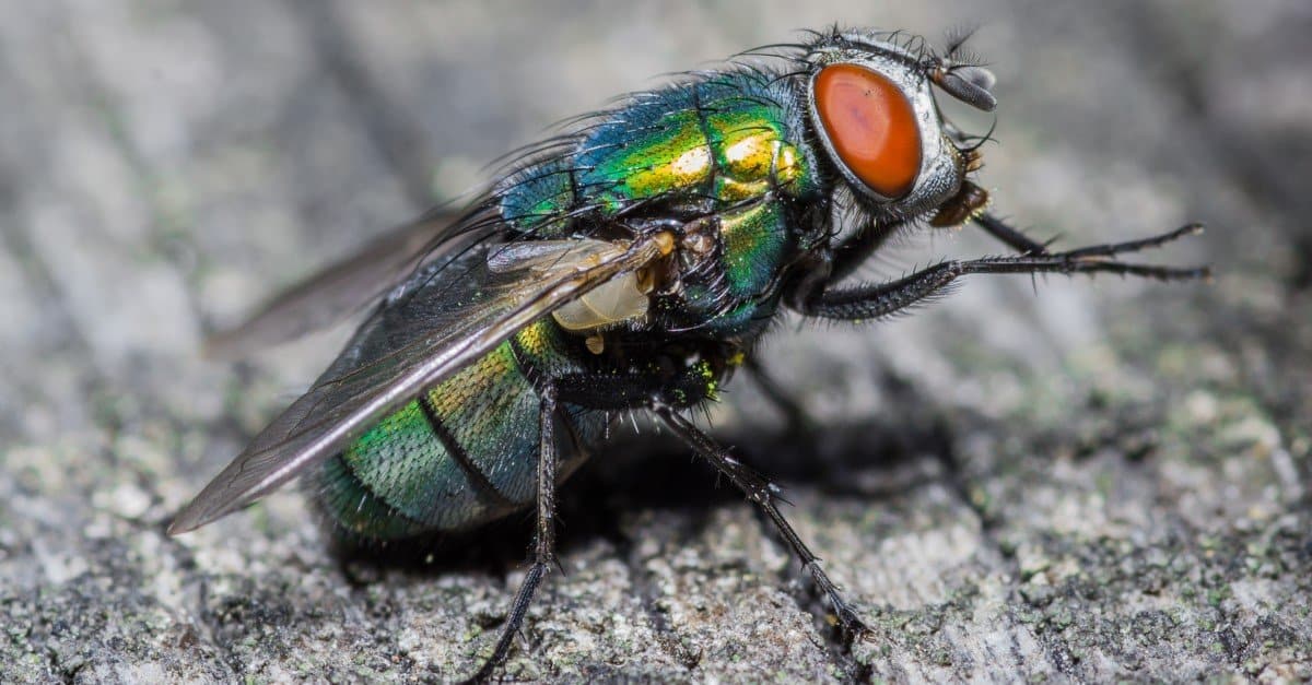 Can You Beat Your Friends in This Quiz That's All About Animals? housefly