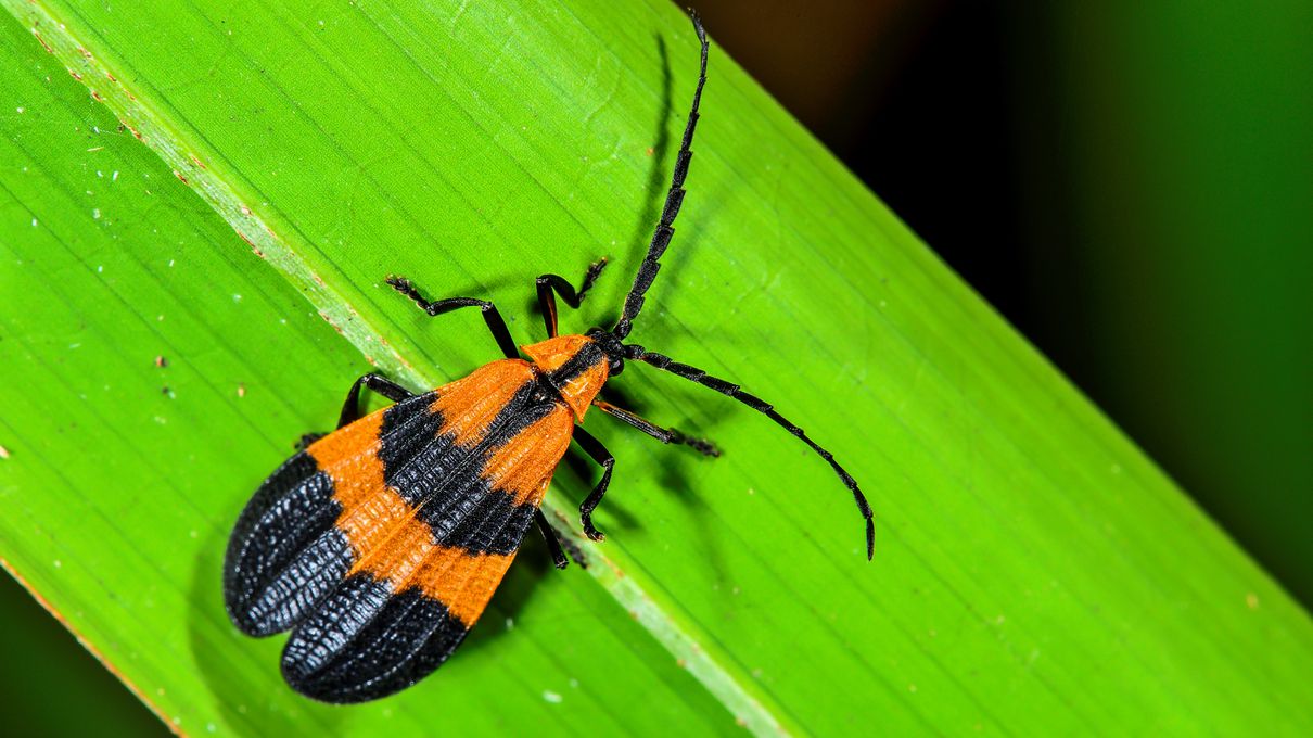 It's OK If You Don't Know Much About Animals. Take This Quiz to Learn Something New Net-winged beetle