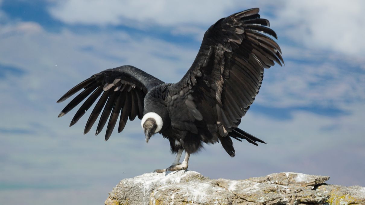 Geography Quiz Answers Starting With A Andean condor
