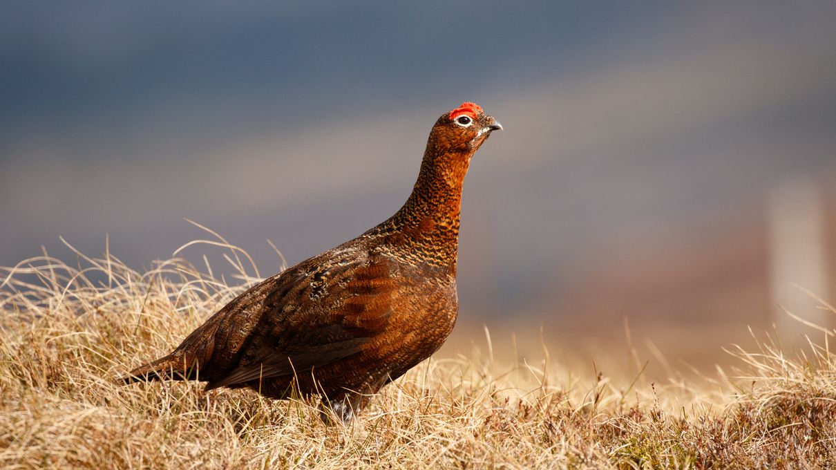 It's OK If You Don't Know Much About Animals. Take This Quiz to Learn Something New Grouse