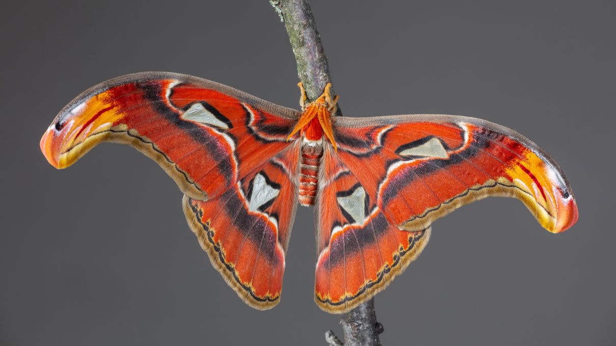 Second Largest Animals Atlas moth