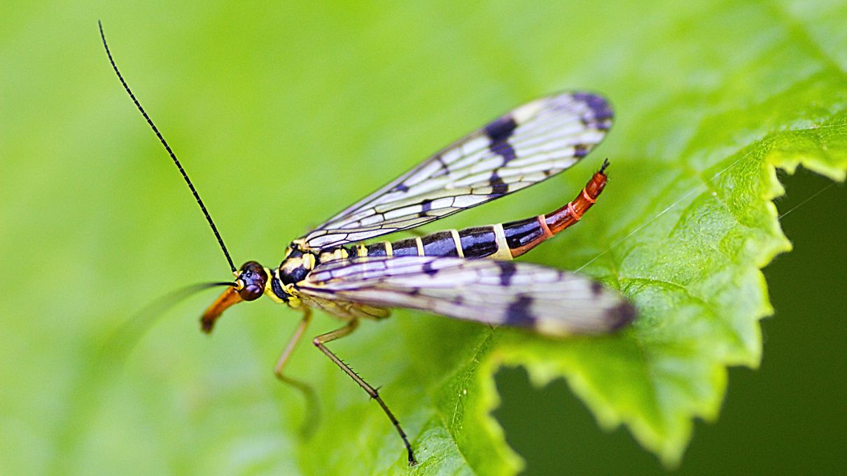Honestly, It Would Shock Me If You Can Slay This 25-Question Mixed Knowledge Test Scorpion fly