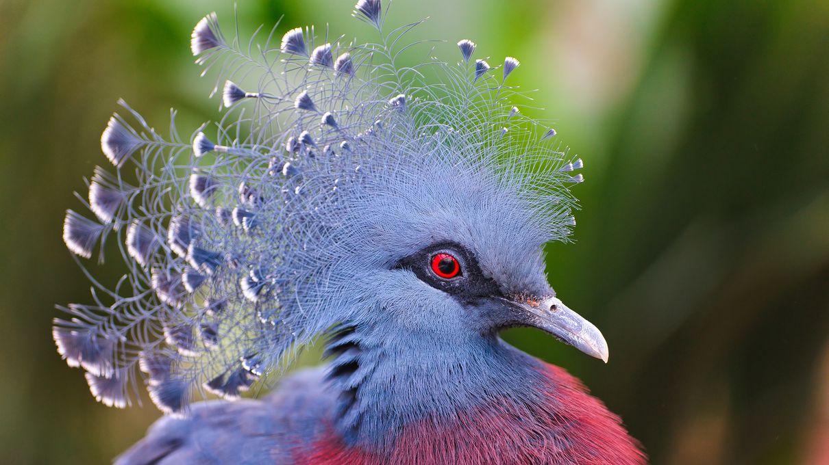 Can We Accurately Guess Your Zodiac Element Just by the Team of Animals You Build? Victoria crowned pigeon