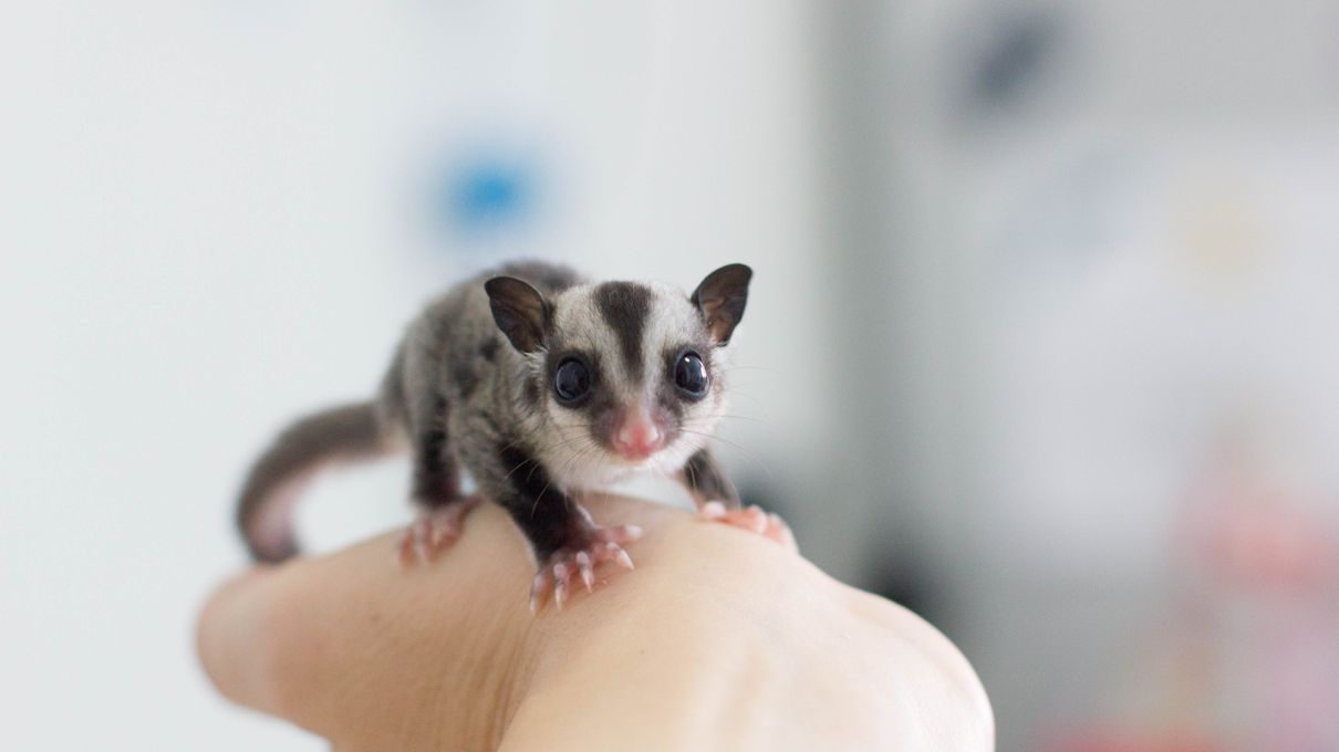 Pick Animals & Find Out Your True Season Quiz Sugar glider