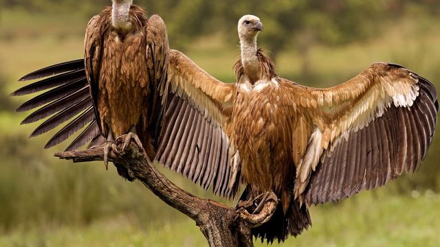 World Animal Day Quiz Vulture